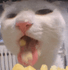 萌宠 猫咪 吃 呆萌 可爱