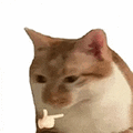 萌宠 猫咪 思考 呆萌 可爱