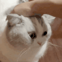 萌宠 猫咪 摸头 呆萌 可爱