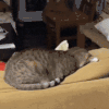 萌宠 猫咪 不说话 呆萌 可爱