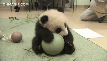 大熊猫搞笑gif图片
