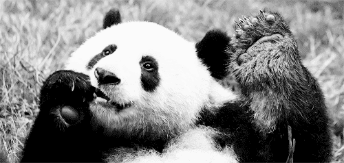 沙雕表情包壁纸 熊猫图片