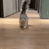 萌宠 猫咪 尾巴 呆萌 可爱