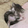 萌宠 猫咪 舔 呆萌 可爱