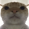 萌宠 猫咪 好奇 呆萌 可爱