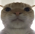 萌宠 猫咪 好奇 呆萌 可爱