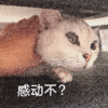 可爱 沙雕 感动不 搞笑 逗