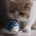 萌宠 猫咪 吃 呆萌 可爱