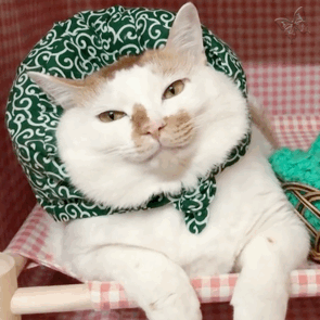 萌宠 猫咪 看着你 呆萌 可爱
