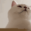 萌宠 猫咪 打你 呆萌 可爱