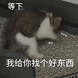 萌寵 貓咪 等下我給你找個(gè)好東西 呆萌 可愛