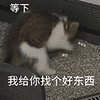 萌宠 猫咪 等下我给你找个好东西 呆萌 可爱