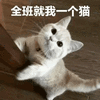萌宠 猫咪 全班就我一个猫 呆萌 可爱