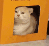 萌宠 猫咪 呆萌 可爱