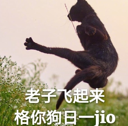 猫咪 喵星人 文字表情包 搞笑 四川话