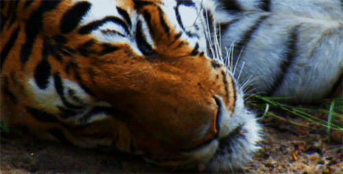 虎表情包动图图片