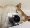 萌宠 汪星人 睡了 勿cue 呆萌 可爱