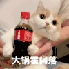 萌宠 猫咪 大哥霍可乐 呆萌 可爱