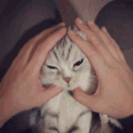 萌宠 猫咪 捏你 呆萌 可爱