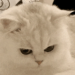 萌宠 猫咪 思考 呆萌 可爱