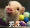 动物 小猪 委屈 可怜 搞怪 呆萌