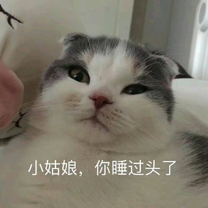 萌宠猫星人小姑娘你睡过头了呆萌可爱gif动图