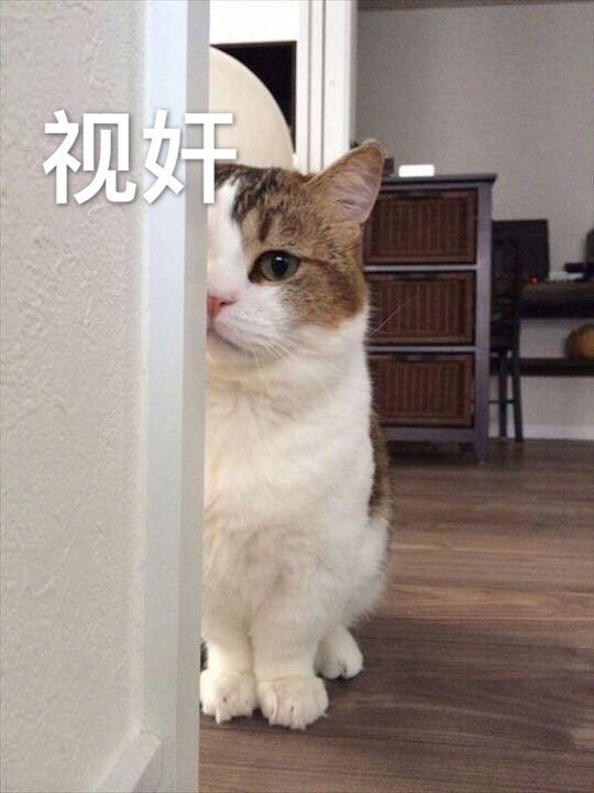 萌宠 喵星人 看着你 猥琐 搞怪 逗