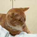萌宠 猫咪 打哈欠 呆萌 可爱