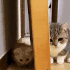 萌宠 猫咪 藏起来 呆萌 可爱