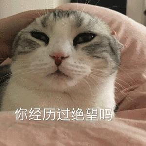 猫咪 猫胡子 白毛 你经历过绝望吗