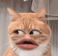 猫meme 可爱 搞怪 沙雕