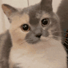 萌宠 猫咪 想吃 呆萌 可爱