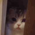 萌宠 猫咪 吐舌 呆萌 可爱