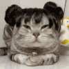 萌宠 猫咪 发型 呆萌 可爱