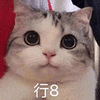 萌宠 猫咪 行8 呆萌 可爱