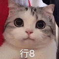 萌宠 猫咪 行8 呆萌 可爱