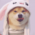 萌宠 狗狗 帽子 呆萌 可爱