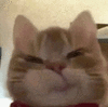 萌宠 猫咪 生气 呆萌 可爱