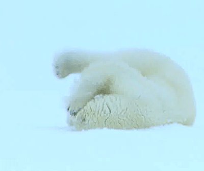 北极兔站起来的样子gif图片