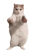 萌宠 猫咪 跳舞 呆萌 可爱