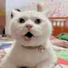 萌宠 猫咪 生气 呆萌 可爱