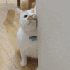 萌宠 猫咪 蹭一蹭 呆萌 可爱