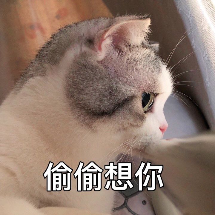 萌宠 猫星人 偷偷想你 思念 呆萌 可爱