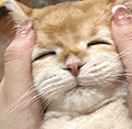 萌宠 猫咪 捏脸 呆萌 可爱