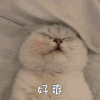萌宠 猫咪 好爽 呆萌 可爱