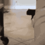 萌宠 猫咪 偷偷摸摸 呆萌 可爱