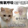 萌宠 猫咪 笨蛋小猫 沙雕 搞笑