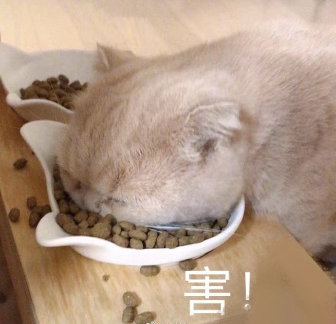 萌宠gif猫星人gif害gif无奈gif搞怪gif呆萌gif