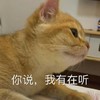 萌宠 猫星人 你说 我有在听 搞怪 呆萌