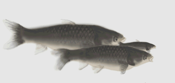 水中鱼图片动态图片